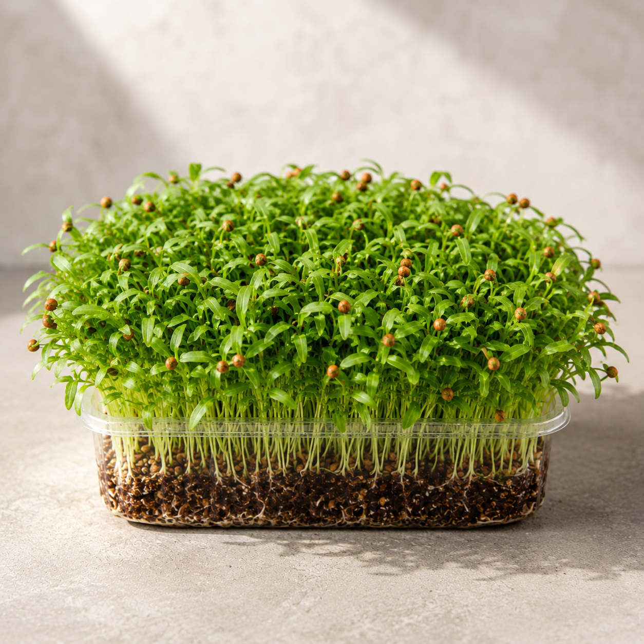 Coriander