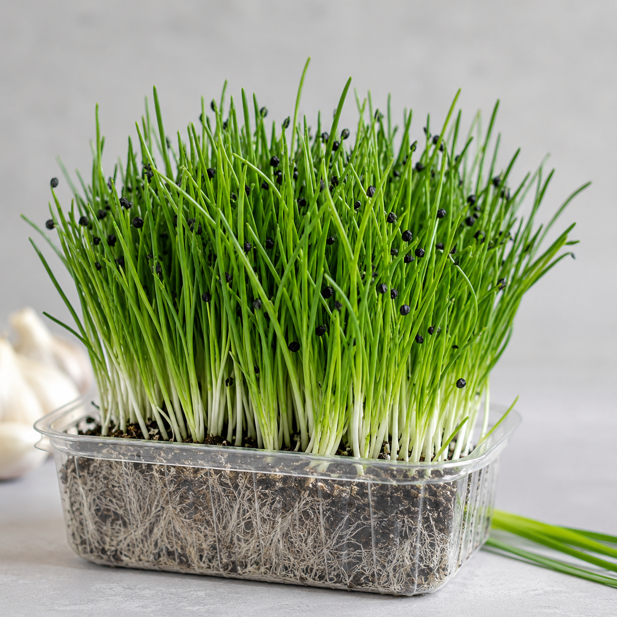 Garlic Chives