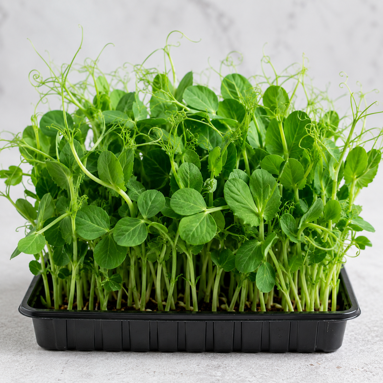 Pea Shoots